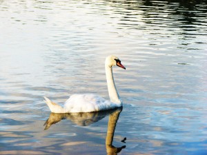 IMG_0549