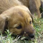 Puppy
